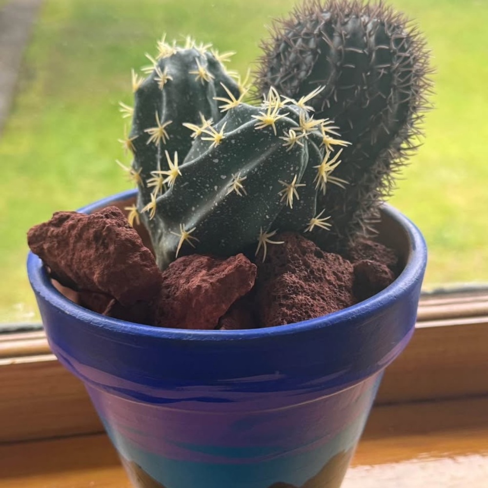 High quality faux cactus fake plant w rocks, painted southwestern planter pot